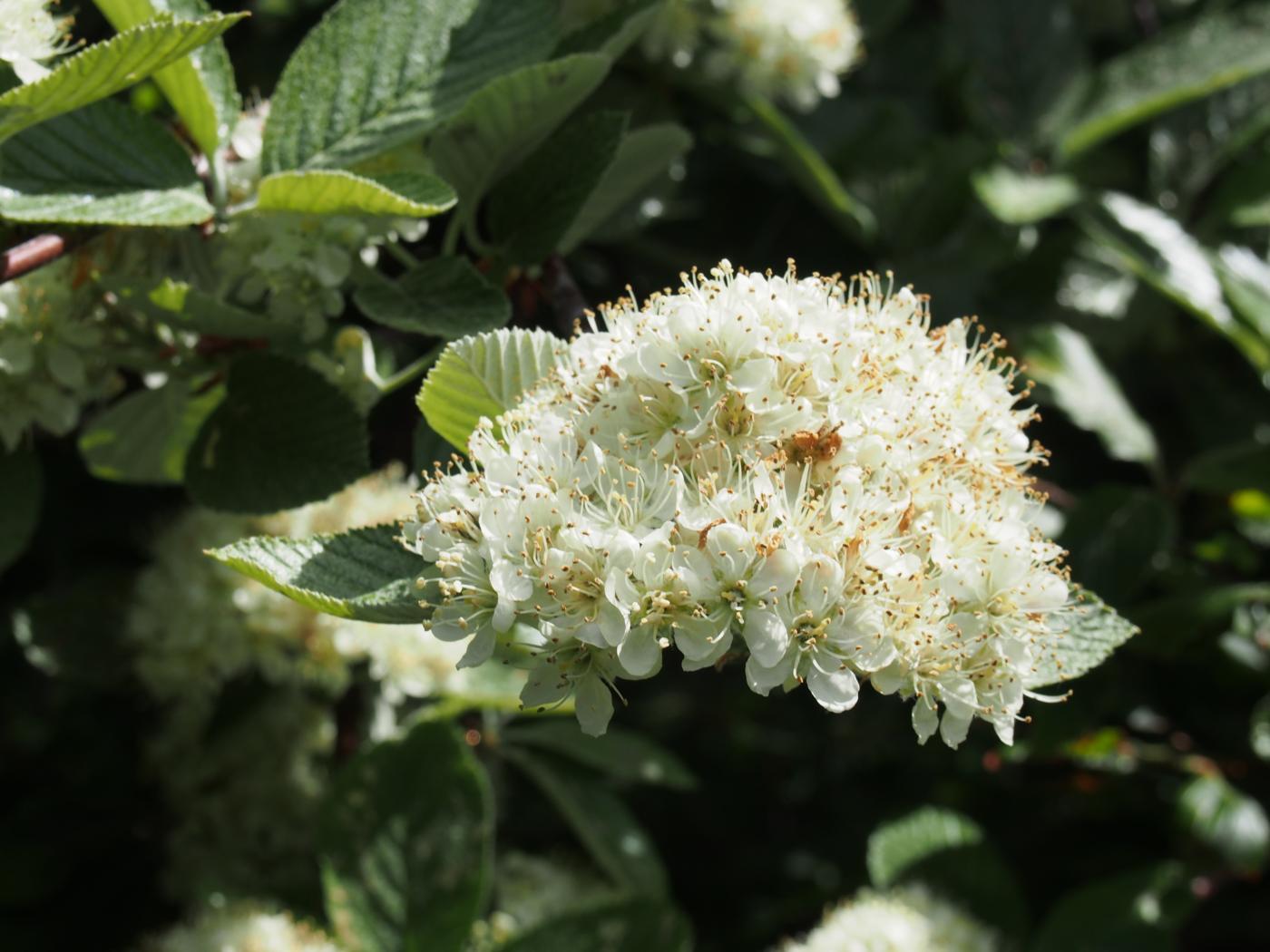 Whitebeam flower
